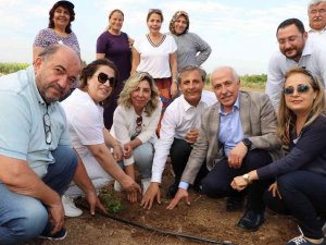 Akdeniz’de Şeker Otu Yetiştirilecek