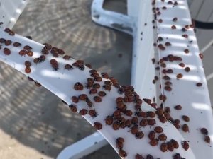 Enez’de Uğur Böceği İstilası