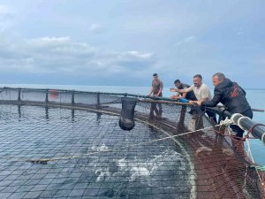 Ordu’dan Rusya’ya Ve Japonya’ya Türk Somonu