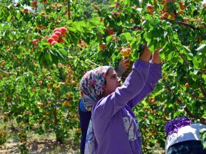 Erkenci Kayısı Çiftçinin Yeni Gelir Kapısı Oldu