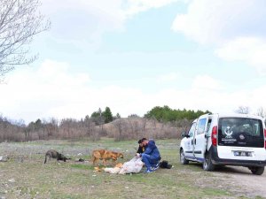 Kahramankazan Belediyesi Can Dostlarının Mama Ve Sularını Eksik Etmiyor