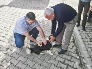 Kuduz Hastalığı İle Mücadele Çalışmaları Sürüyor