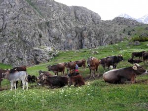 Munzur Dağlarında İç Isıtan Görüntü; Dağ Keçileriyle İnek Sürüsü Bir Arada