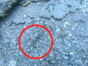 Van Gölü’nde Keşfedilen Yeni Balık Türü Rengiyle Ezber Bozdu