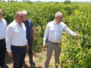 Öztürk, Salihli’de Doludan Etkilenen Tarım Arazilerini İnceledi