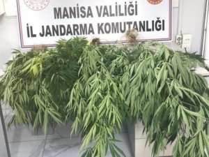 Akhisar’ın 3 Mahallesinde 100 Kök Kenevir Bitkisi Ele Geçirildi