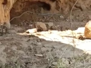 Çukurca’da Dev Yılanlar Korkuttu
