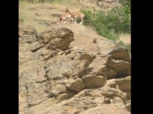Elazığ’da Yaban Keçisi Sürüsü Görüldü