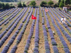 Mor Tarlaların Hanımağaları