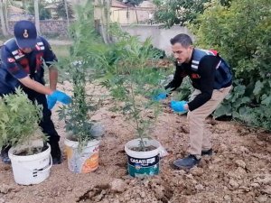 Kova Kova Kenevir Ekimine Jandarma Baskını