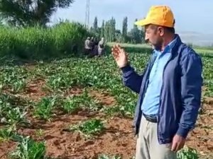 Yaban Domuzları Çiftçilerin Korkulu Rüyası Oldu