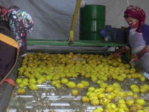 150 Bin Ton Limon Sevkiyatı Devam Ediyor