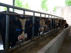 Kurbanlık Hayvanlar Pazardaki Yerlerini Aldı