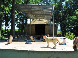 Kasabalı Kedilere ‘Oba’ Konforu