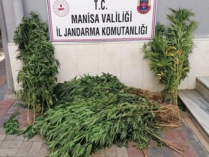 Manisa’da İki İlçede Kenevir Operasyonu