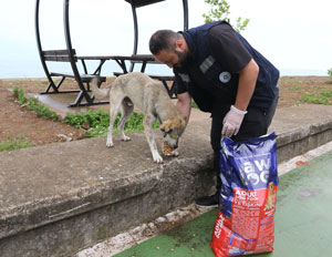 Rize Belediyesi Sokak Hayvanlarına Şefkat Eli Uzatıyor