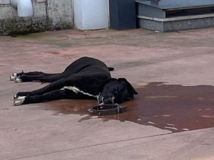 Köpekleriyle Kavga Etti Diye Karşı Firmanın Köpeğini Döverek Öldürdüler
