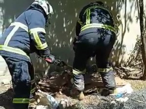 Evin Bahçesindeki 2 Metre Uzunluğundaki Yılan Yakalanarak Doğaya Bırakıldı