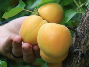 Kayısıda Çağataybey Farkı