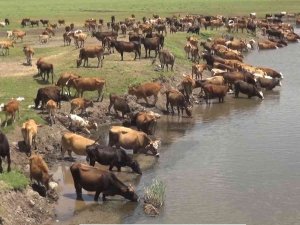 Muş Büyükbaş Hayvancılıktan Ekonomiye 10 Milyar 100 Milyon Lira Katlı Sağlıyor