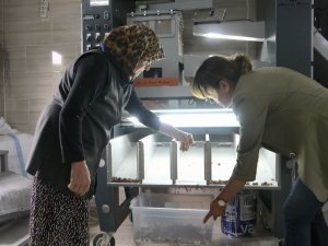 Kadın Girişimciler Fındığa Katma Değer Katıyor