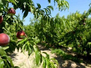 Kuşadası’nda İ̇spanyol Şeftalisi’nin Hasadına Başlandı