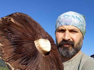 6 Kiloluk Devasa Mantarlar Görenleri Şaşırttı