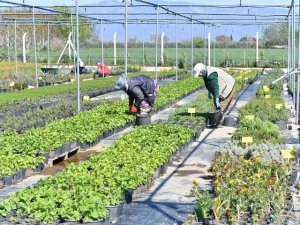 Burhaniye’de Üreticilere 110 Milyon Lira Destek Sağlandı