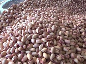 İ̇ran’dan Getirilen Fıstıklar Siirt Fıstığının Kalitesini Düşürdü