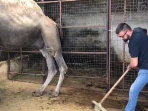 Güreşleri Biten Develerin Zorlu Bakımı Başladı
