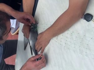 Mahsur Kalan Güvercini Kurtarmak İçin Seferber Oldular