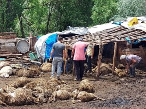 Tokat’ta Ağıla Giren Kurt 100’e Yakın Koyunu Telef Etti