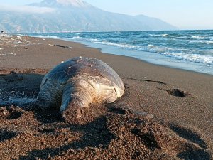 Hatay’da 2 Deniz Kaplumbağası Sahile Vurdu