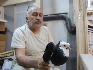 Türk Fısıldayıcısı Olarak Kayıtlara Geçen Bayburt Güvercini İlgi Çekmeye Devam Ediyor