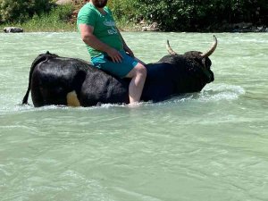 Güreşlere Hazırladığı 600 Kilogramlık Boğasını Çoruh Nehrinde Yıkıyor