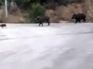 Bursa’da Aç Kalan Domuz Sürüsü Şehre İndi