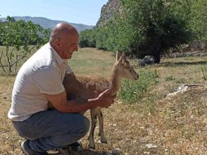 Köpeklerin Saldırısına Uğrayan Yavru Dağ Keçisini Vatandaşlar Kurtardı
