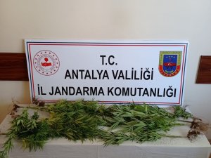 Jandarmadan Sazlıkta Hint Keneviri Üretimine Suçüstü