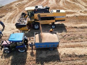 Kahramanmaraş’ta Buğday Hasadı Başladı