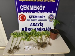 Çekmeköy’de Otoban Kenarında Hint Keneviri Yetiştiren 2 Şüpheli Adli Kontrol Şartıyla Serbest