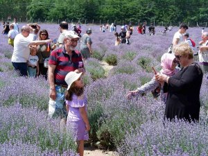 Lavanta Tarlaları Doğal Stüdyoya Döndü, Fotoğraf Çektirmek İçin Akın Ettiler