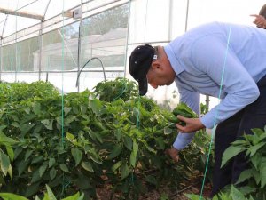 Bozova Belediyesi Seralarında İlk Hasat Başladı