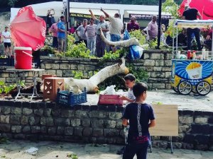 3 Bin Yıllık Musa Ağacından Kopan Dal Ziyaretçinin Üzerine Düştü