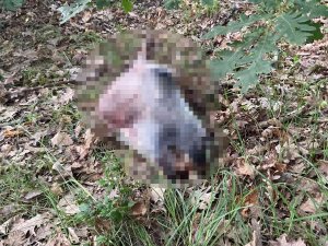 Ormanda Kesilmiş Atlara Ait Kemikler Bulundu