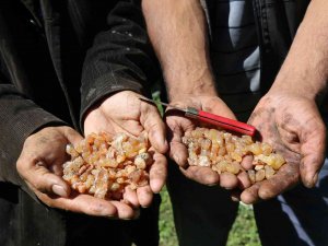 Kanser Hastası Eşinin Tedavisi İçin Sakız Toplayıp Satıyor