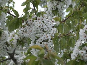 Uzmanlardan Polen Uyarısı