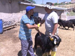 Elazığ’da Kurbanlıklar Görücüye Çıktı: Fiyatlar 2 Bin 500 Liradan Başlıyor