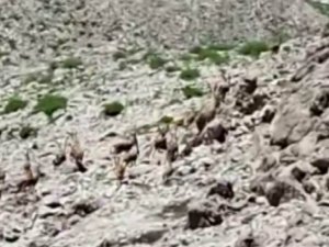 Yürüyüş Yaparken Sürü Halinde Dağ Keçilerine Denk Geldi
