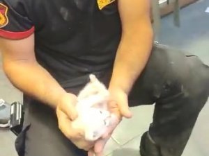Kolon Arasında Mahsur Kalan Kedi İçin Seferber Oldular