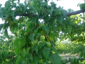 Malatya’da Kayısı Üreticisi Hasat İçin Gün Sayıyor